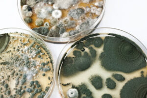 Restore All Water & Property Damage Remediation-Miramar